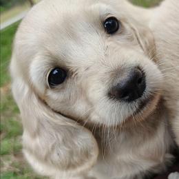 Mirabelle - Cream female Dachshund puppy in Thomaston, Georgia from UGG Ranch