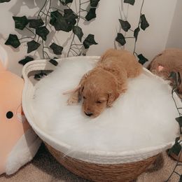 Goldendoodle Puppies from Wesley Doodles