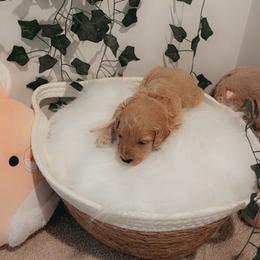 Goldendoodle Puppies from Wesley Doodles
