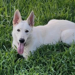Buzz lightening - White male German Shepherd puppy in Yuba City, California from Barton’s German Shepherds