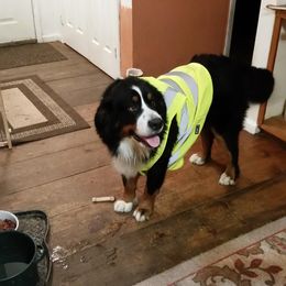 Bernese Mountain Dog All Grown Up from Adirondack Berners