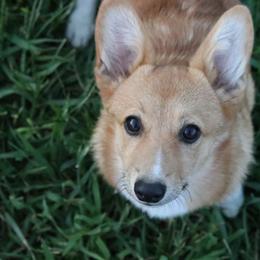 Vixii - Pembroke Welsh Corgi