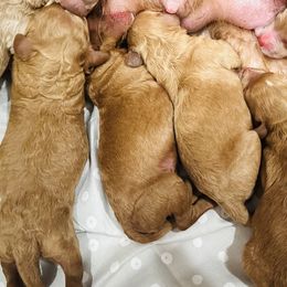 Goldendoodles from Maggie Doodles