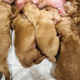 Goldendoodles from Maggie Doodles