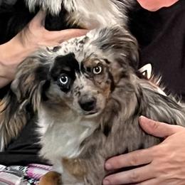 Hawley - Toy Australian Shepherd
