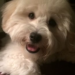 Havanese from HINZ-N-CO Havanese