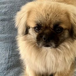 Tibetan Spaniels from Folklaur Tibetan Spaniels