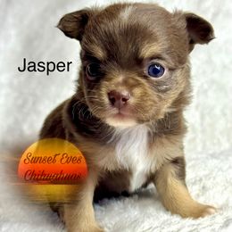 Jasper - Chocolate and tan male Chihuahua puppy in Oakwood, Georgia from Sunset Eves Chihuahuas