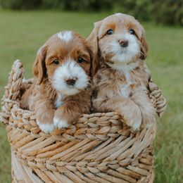 Australian Labradoodle puppies from Cedar Creek Labradoodles