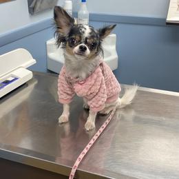 Chihuahua Puppies from Dog Bones N Harmony