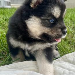 Pomsky Puppies from Blue Sky Pomsky