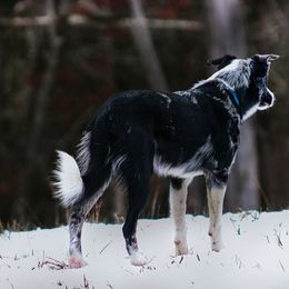 Border Collie All Grown Up from M&D Border Collies