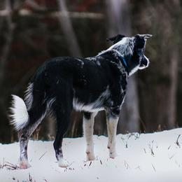 Border Collie All Grown Up from M&D Border Collies