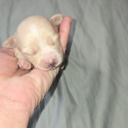 Girl 1 - Cream female Maltipoo puppy in Brooksville, Florida from DeVall Maltipoos