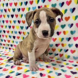 Boy 2 - Red brindle male American Pit Bull Terrier puppy in Nine Mile Falls, Washington from Bartin Kennels