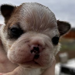 Maggie's fawn boy - Seal and white male Boston Terrier puppy in Yakima, Washington from Barnett’s AKC Boston Terriers
