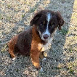 Boy 4 - Red tri male Miniature Australian Shepherd puppy in Hokes Bluff, Alabama from Alegria Toy Aussies