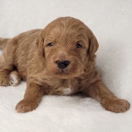 Goldendoodle Puppies from Lake Village Doodles