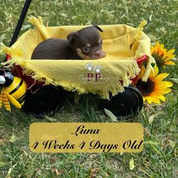 AKC Luna - Chocolate and white female Chihuahua puppy in Columbus, Nebraska from Prancy Pawz