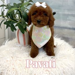 Pavati - Red  female Goldendoodle puppy in Buford, Georgia from Petite Posh Puppies