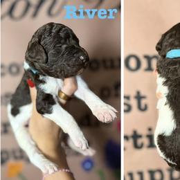 Goldendoodle and Poodle Puppies from Harrington Doodles & Poodles