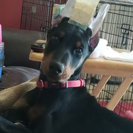 Doberman Pinscher All Grown Up from Gordon Farms Dobermans
