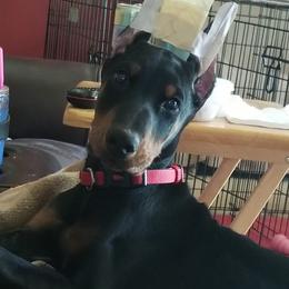 Doberman Pinscher All Grown Up from Gordon Farms Dobermans