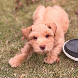 Yellow Collar Red Male - Wheaten male Miniature Schnauzer puppy in Calhoun, Georgia from The BrickHouse Miniature Schnauzers