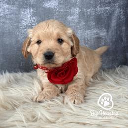 June - Fawn female Companion Cross puppy in Utah County, Utah from Big Hearted Breeders