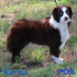 Karma - Miniature Australian Shepherd