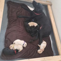 Labrador Retriever Puppies from Darby Trim's Labrador Retrievers