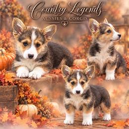 Snickers - Black and white male American Corgi puppy in Missouri from Country Legends Aussies & Corgis