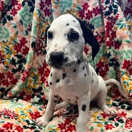 Snickers - White and black female Dalmatian puppy in Austin, Texas from Dazzling Dalz