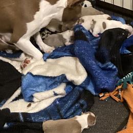 Boston Terrier Puppies from Nettles Nuggets