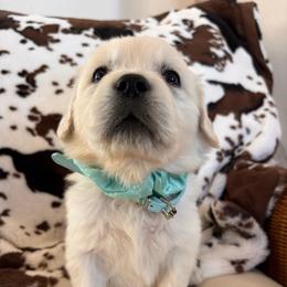 Mint green (3500) - Light golden female Golden Retriever puppy in Pahrump, Nevada from Southern Nevada Goldens
