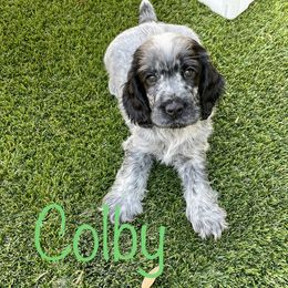 Cocker Spaniel and English Cocker Spaniel Puppies from Jesselle Cocker Spaniels