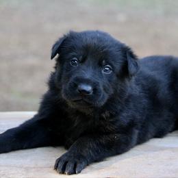 Black female -2 - Black female German Shepherd puppy in Cumming, Georgia from Cainedelup