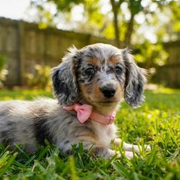 Tequila - Dapple female Dachshund puppy in Port Saint Lucie, Florida from ThePuppyVille