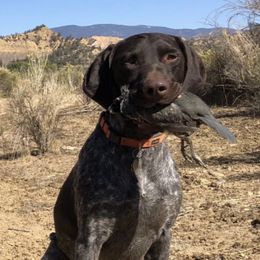German Shorthaired Pointers from Morris Covey Farm