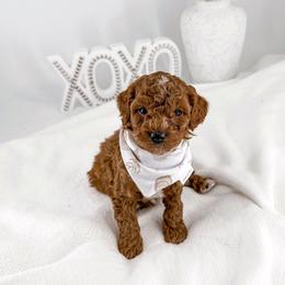 Hoops - Red  male Goldendoodle puppy in Jamestown, Kentucky from Milk & Honey Doodles