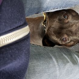 Staffordshire Bull Terrier All Grown Up from Freystaff Staffordshire Bull Terriers