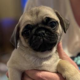 Cindy (price reduced) - Fawn female Pug puppy in Morgantown, West Virginia from Groovy Pugs