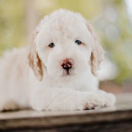 Goldendoodle and Sheepadoodle Puppies from Dooling Doodles