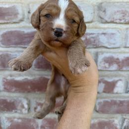 Boy 2 - Red male Cavapoo puppy in Roseville, California from Lipscomb Doodles