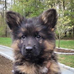 Boy 3 - male German Shepherd puppy in Newtown, Connecticut from Von Tiffany Haus