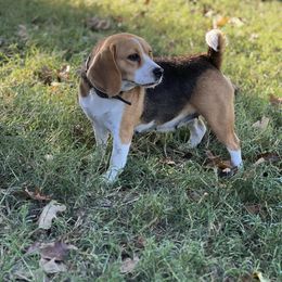 Bonnie - Beagle