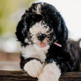 Goldendoodle and Sheepadoodle Puppies from Dooling Doodles