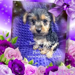 Zuri - Black and tan female Yorkshire Terrier puppy in Silverhill, Alabama from Malteseuluv’s Tiny Treasurers