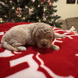 Boy 2 - Apricot male Goldendoodle puppy in Bucyrus, Missouri from Hill Top Pomskies