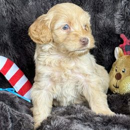 Tummi - CM0551 - Caramel male Australian Labradoodle puppy in Easley, South Carolina from Royal Diamond Labradoodles